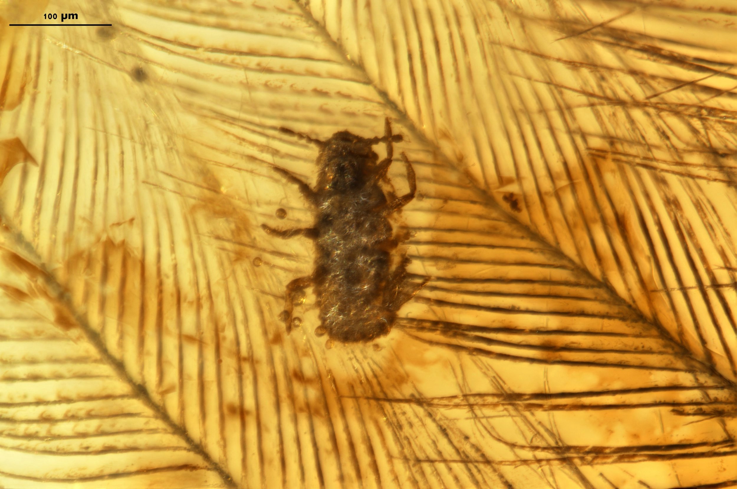 EMBARGOED TO 1600 TUESDAY DECEMBER 10 Undated handout image issued courtesy of Nature Communications of paratype (CNU-MA2016010) of Mesophthirus engeli crawling on the dinosaur feathers in mid-Cretaceous amber. Lice have been a problem since dinosaurs roamed the Earth. According to new research, the tiny insects were very similar to modern lice. PA Photo. Issue date: Tuesday December 10, 2020. According to the study published in Nature Communications, the tiny insects were very similar to modern lice.They latched onto feathered dinosaurs, chewing away in a manner similar to the way that the insects infest modern birds.The new species, Mesophthirus engeli, was found along with partially damaged dinosaur feathers in approximately 100-million-year-old amber. See PA story SCIENCE Dinosaurs. Photo credit should read: Taiping Gao/PA Wire NOTE TO EDITORS: This handout photo may only be used in for editorial reporting purposes for the contemporaneous illustration of events, things or the people in the image or facts mentioned in the caption. Reuse of the picture may require further permission from the copyright holder.
